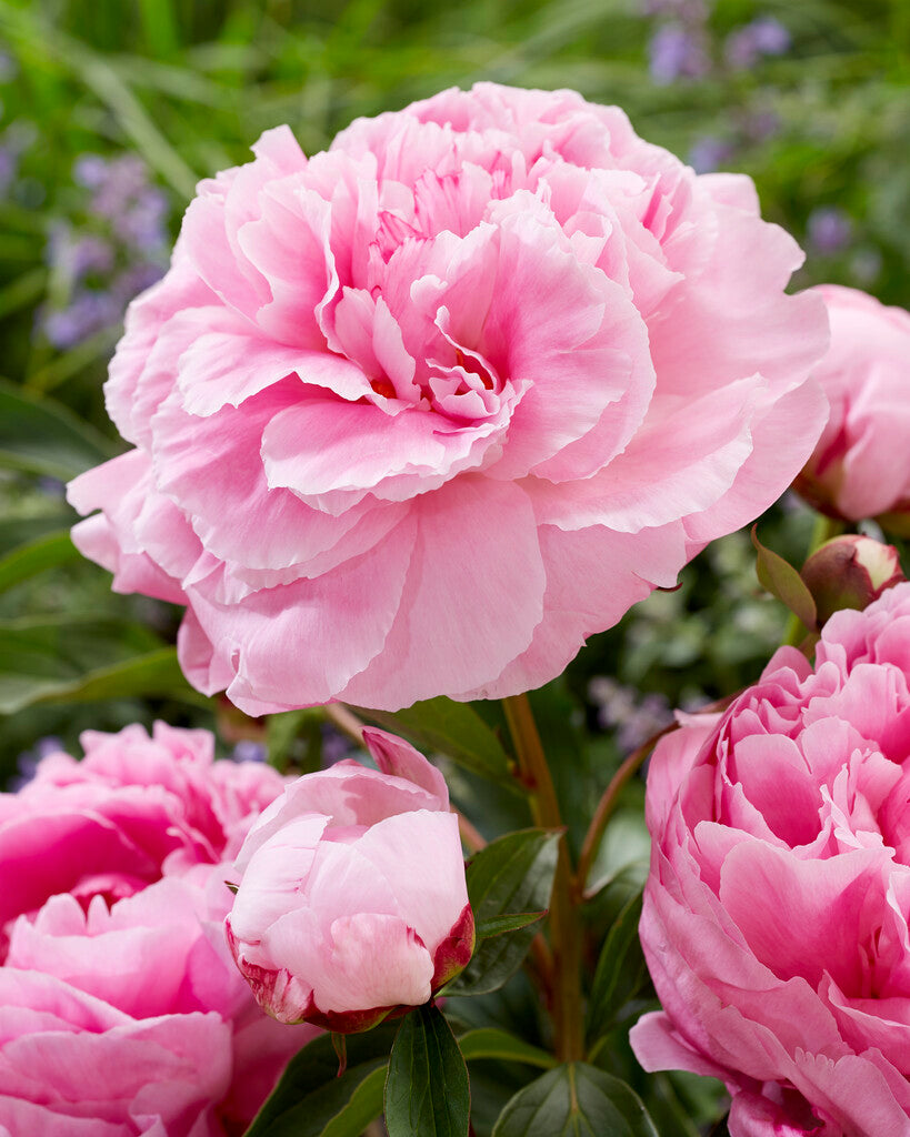 Peony-Paeonia Alexander Fleming 1-pakning
